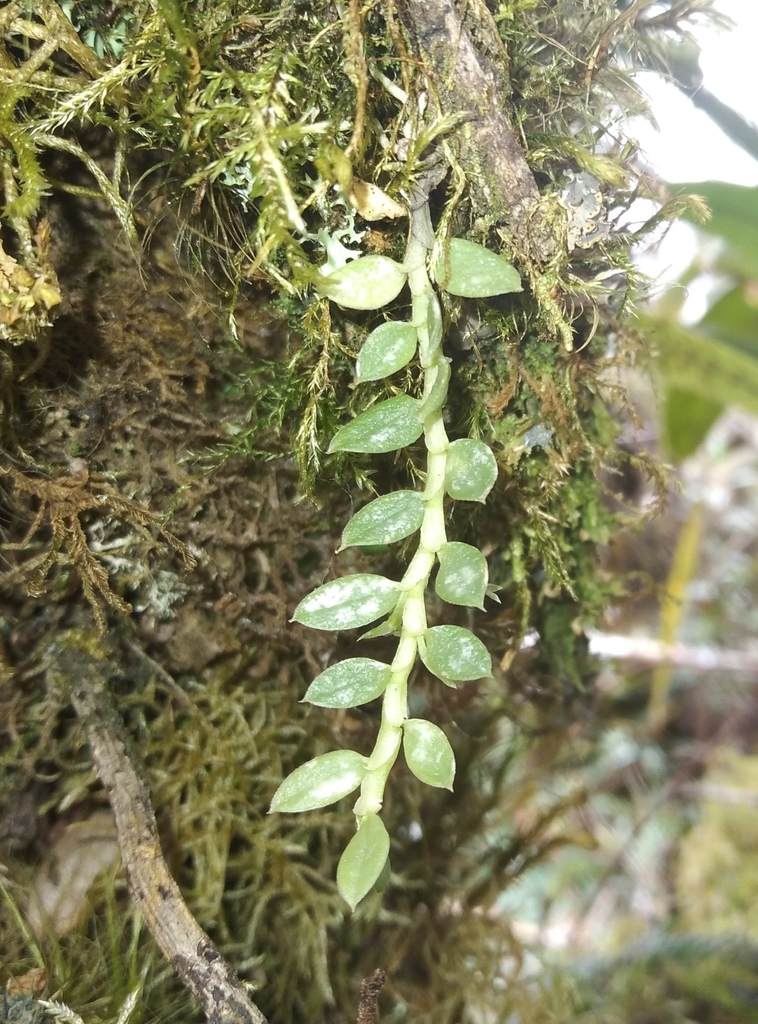 Fernandezia gracillima