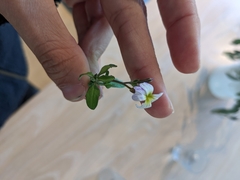 Magnoliopsida