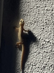 Hemidactylus frenatus