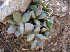 Anacampseros telephiastrum