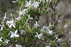 Bouvardia longiflora