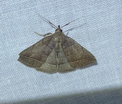 Zanclognatha obscuripennis