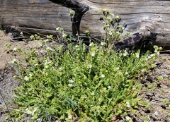 Horkelia clevelandii