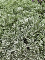 Crossostephium chinense