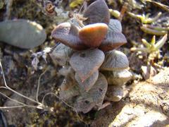 Anacampseros telephiastrum