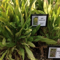 Solidago rigida humilis