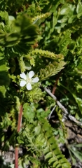Horkelia clevelandii