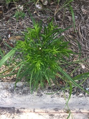 Magnoliopsida
