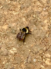 Sphaerophoria scripta