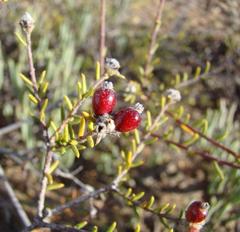 Phylica rogersii