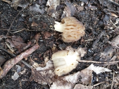 Morchella punctipes