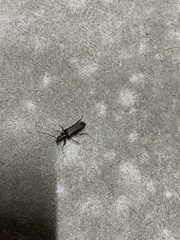 Coleoptera
