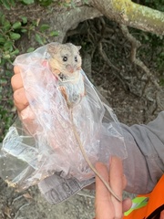 Peromyscus californicus