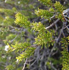 Phylica rogersii
