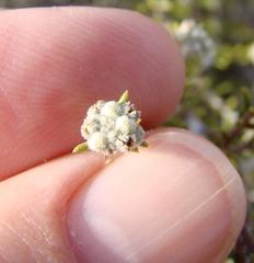 Phylica rogersii