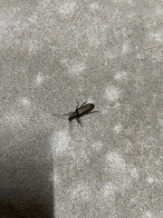 Coleoptera