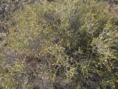 Phylica rogersii