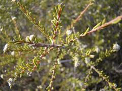 Phylica rogersii