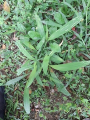 Poaceae