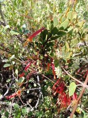 Tristerix penduliflorus