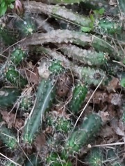Echinocereus berlandieri