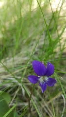 Viola nephrophylla