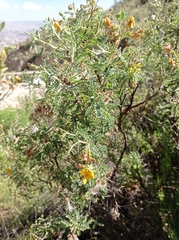 Adesmia miraflorensis