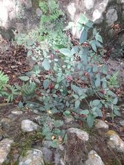 Rivina humilis