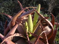 Aloe microstigma microstigma