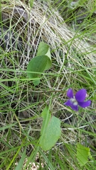 Viola nephrophylla