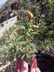 Adesmia miraflorensis