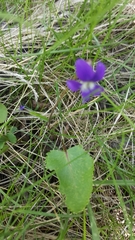 Viola nephrophylla