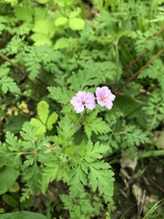 Geranium robertianum