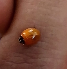 Cycloneda emarginata