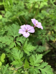 Geranium robertianum