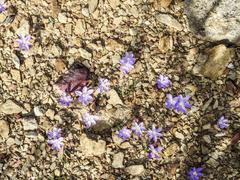 Syringodea longituba violacea