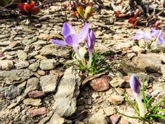 Syringodea longituba violacea