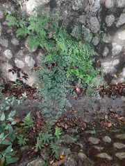 Adiantum