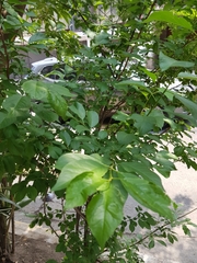 Magnoliopsida