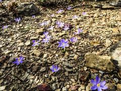 Syringodea longituba violacea