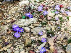 Syringodea longituba violacea