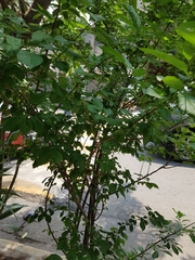 Magnoliopsida