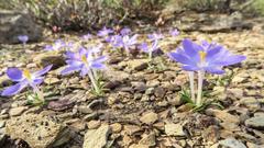 Syringodea longituba violacea