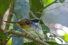 Myrmoderus loricatus