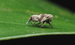 Drabescus