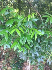 Magnoliopsida