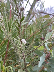 Pimelea octophylla