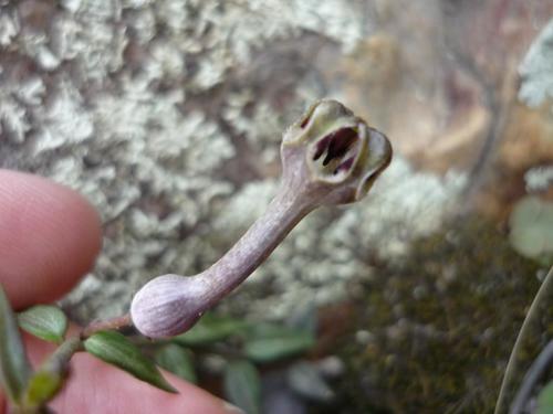 Ceropegia occulta