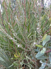 Pimelea octophylla