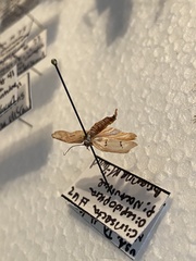 Enaemia atrolinea